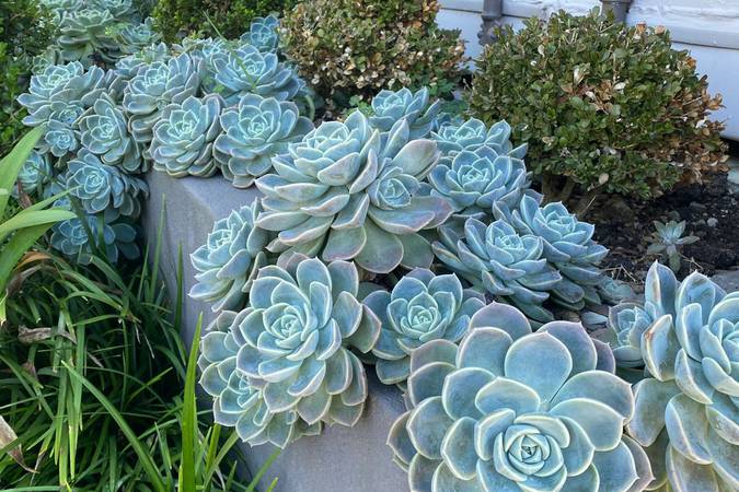 flores suculentas-área externa